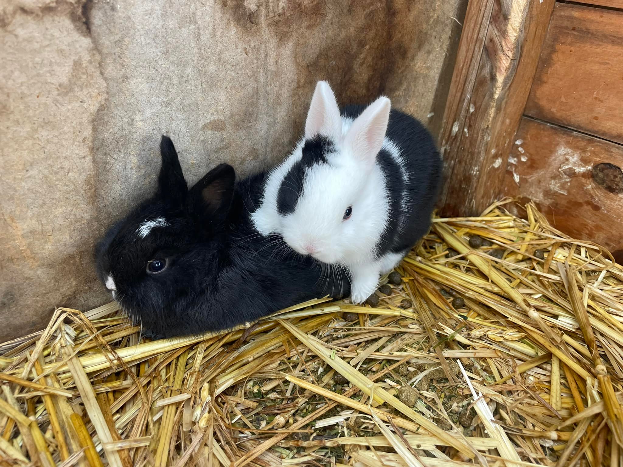 Farm animals